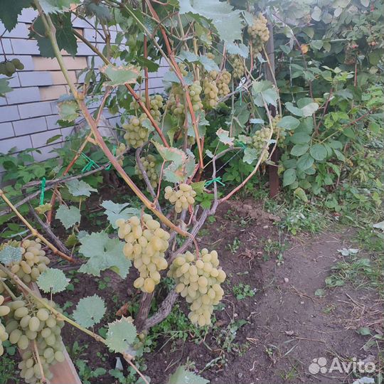 Саженцы винограда