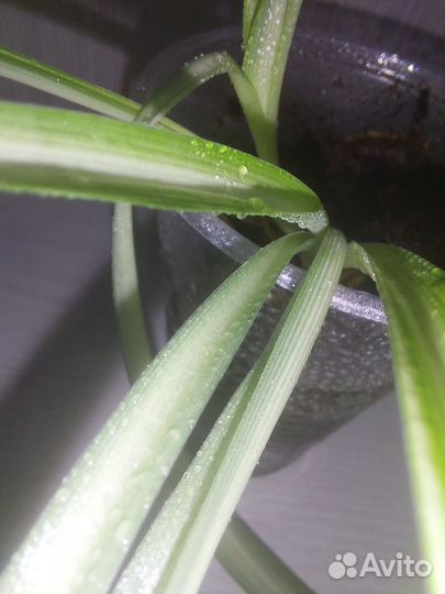 Хлорофитум