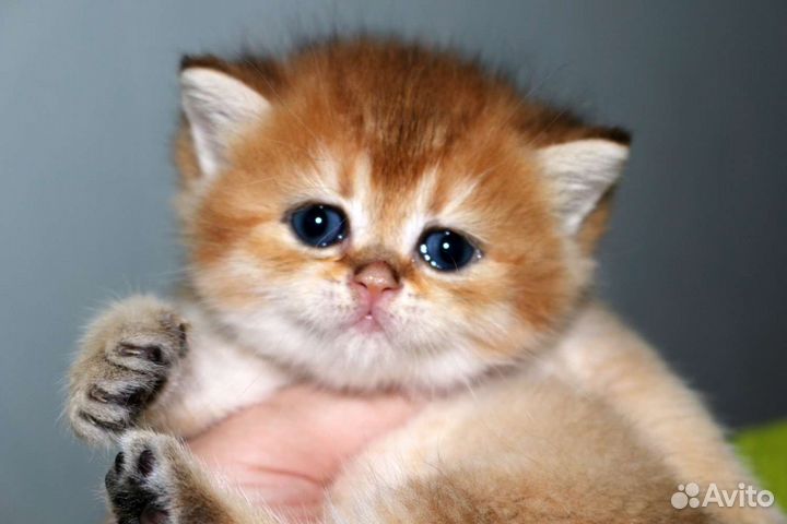 Девочка золотая британская шиншилла