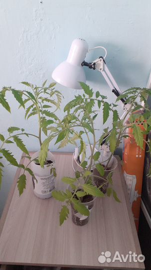 Продаю рассаду