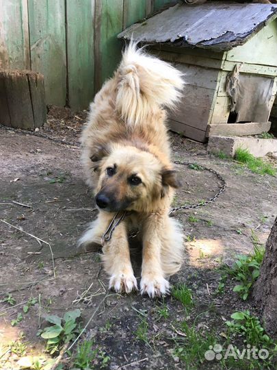 Собака в добрые руки