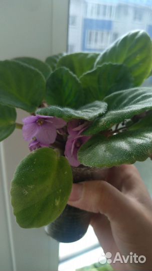 Комнатные цветы