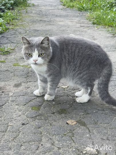 Кошки в добрые руки