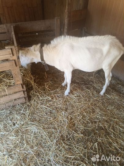 Козел ламанча