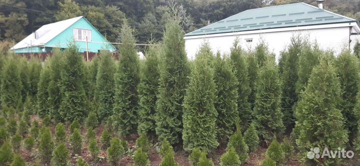 Саженцы хвойных