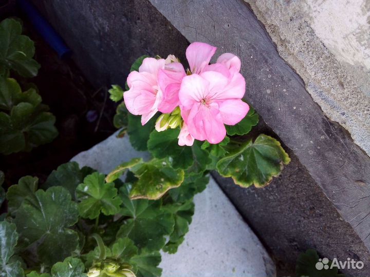 Герань (пеларгония), пеларгония королевская