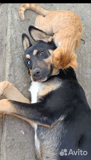 Щенок мальчик