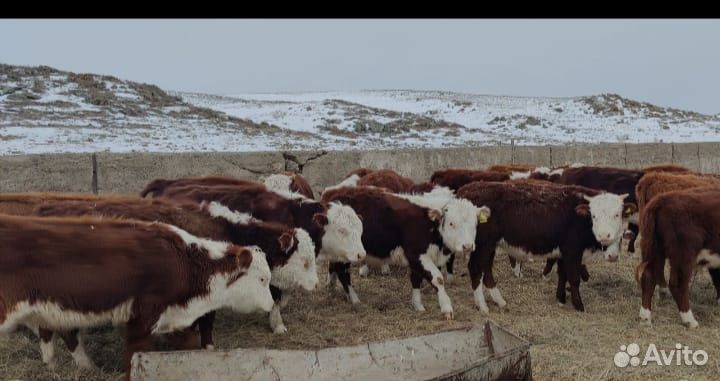 Бычки и тёлки