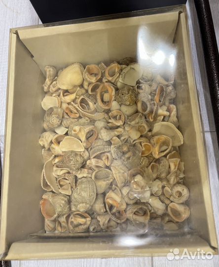 Морские ракушки 1 кг для аквариума, поделок