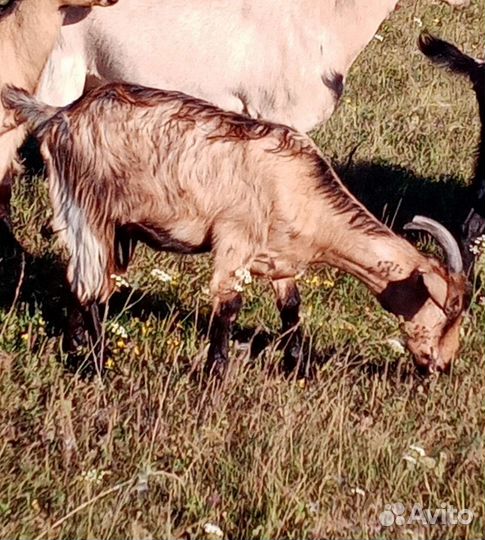 Альпо-нубийские козочки и козлики
