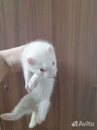 Продам хорят