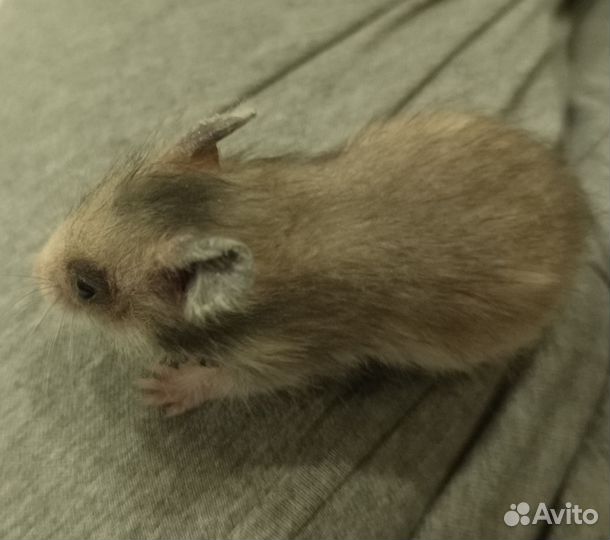 Сирийский хомяк малыш