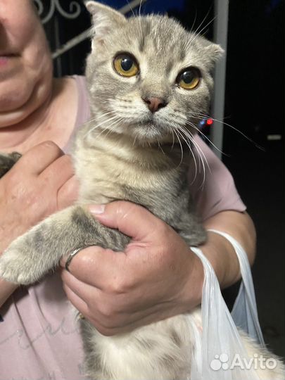 Шотланский вислоухий котенок