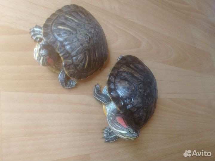 Красноухая черепаха