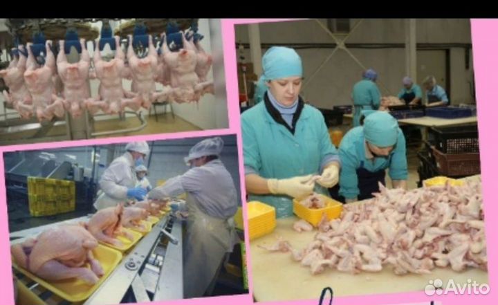Укладчик упаковщик на производство. Вахта