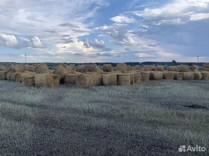 Фотосессия на фоне соломы