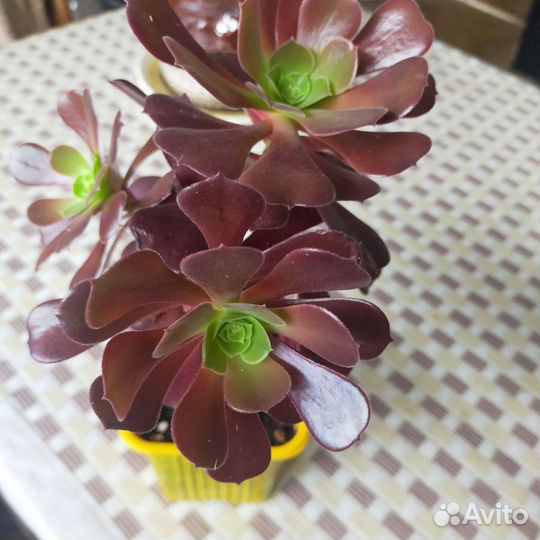 Эониумы,толстянки