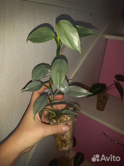 Комнатные цветы