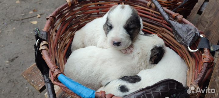 Щенки алабая