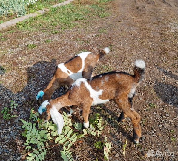 Нубийский козы