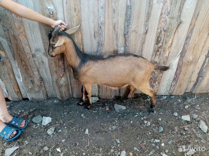 Сельхоз животные