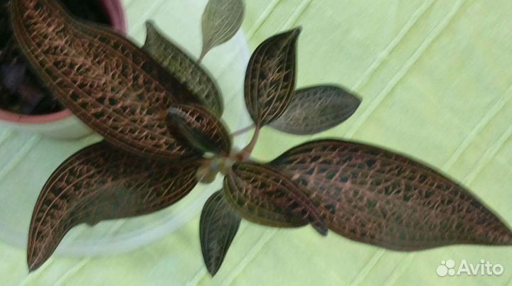 Доссиния мраморная/Dossinia marmoratus