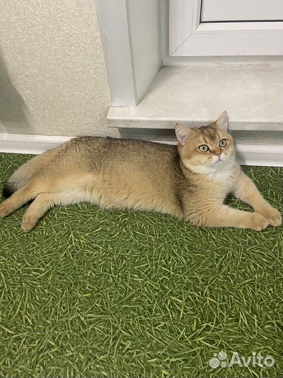 Британский кот, вязка