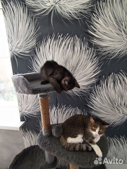 Котик в добрые ручки