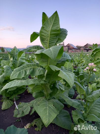 Семена табака