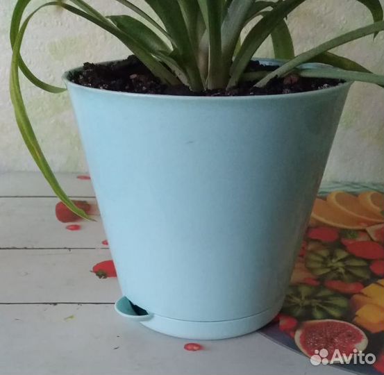Зеленый хлорофитум в голубом горшке