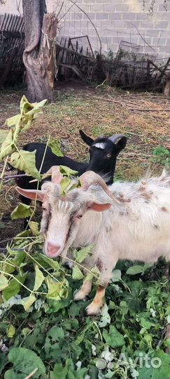 Козел и козочка январские от двух молочных коз