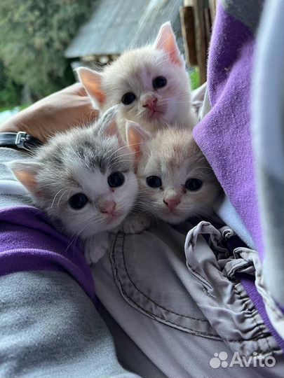 Котята в добрые руки