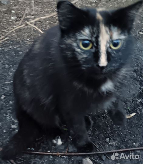 Кошка