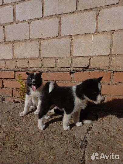 Щенки русско европейской лайки