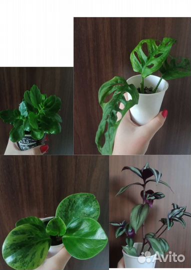 Комнатные растения