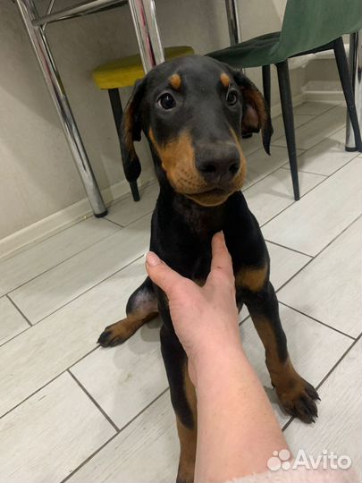 Доберманчики