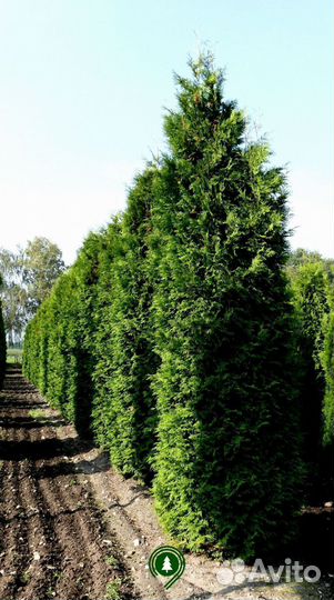 Туя Брабант 4,15 м