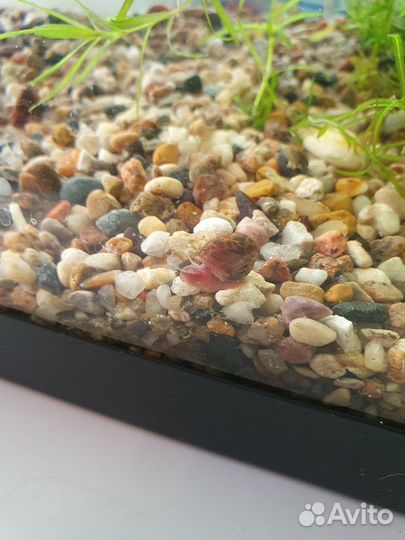 Аквариумные улитки - катушки и физы