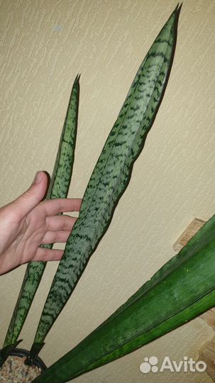 Сансевиерия Медиопикта вариегатная