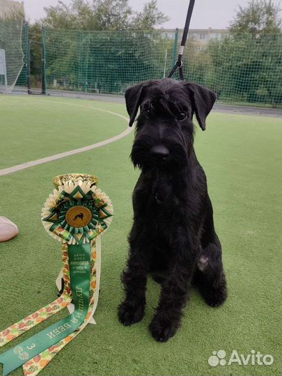 Шнауцер черный