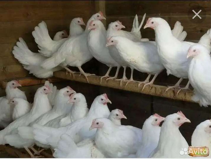 Курочки молодки