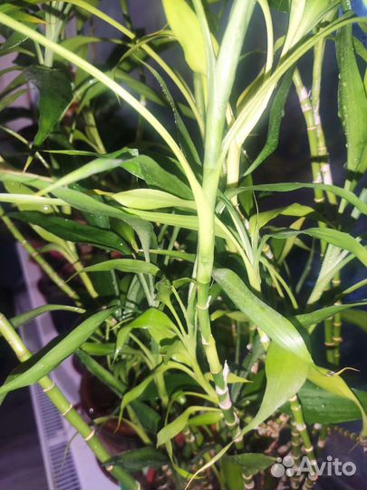 Драцена Сандера (бамбук)