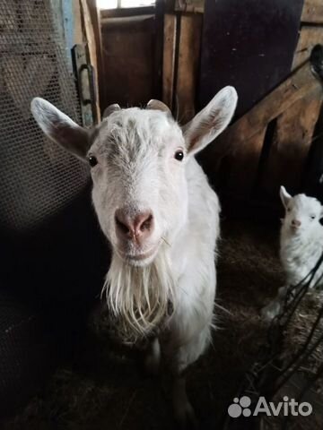 Две козы