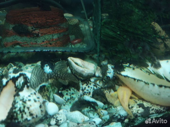 Сомики анциструсы. 3-4 см