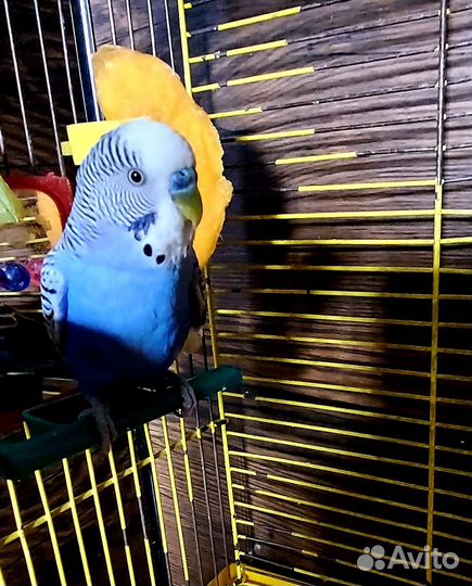 Волнистый попугай с клеткой