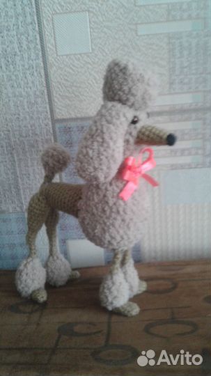 Красавец-пудель