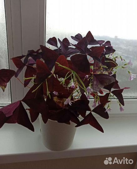 Кислица оксалис