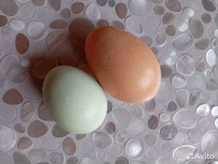 Домашние куриные яйца