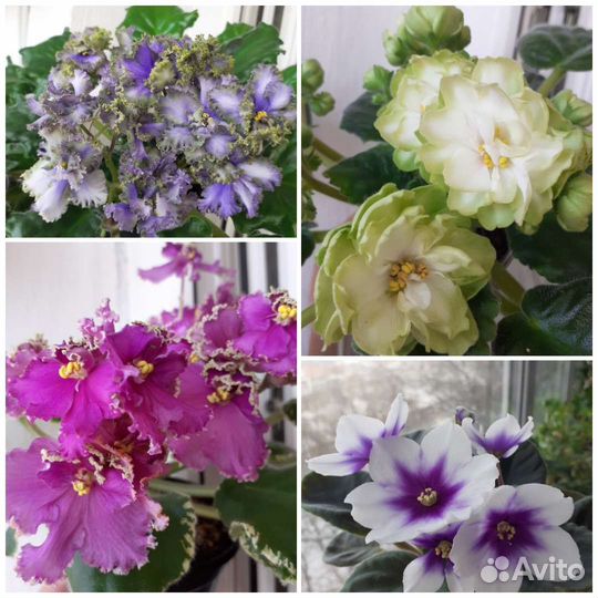 Сортовые фиалки почтой, срез