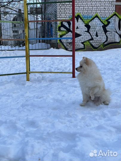 Случка шпиц